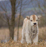 Baby cow..