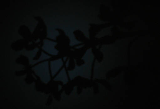 Flowers - Shadow