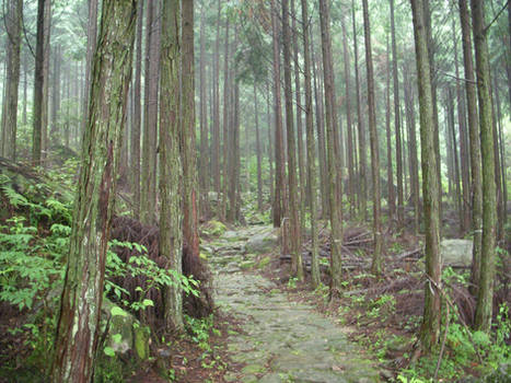 Ancient Mountain Forest Stone Path