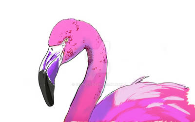 Flamingo 