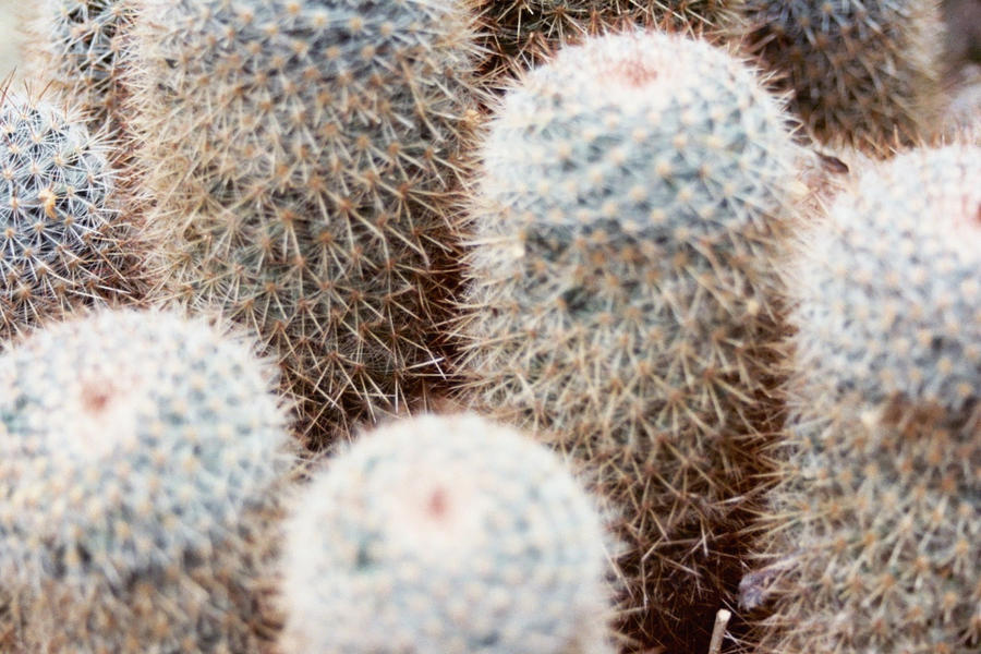 Owl Cactus