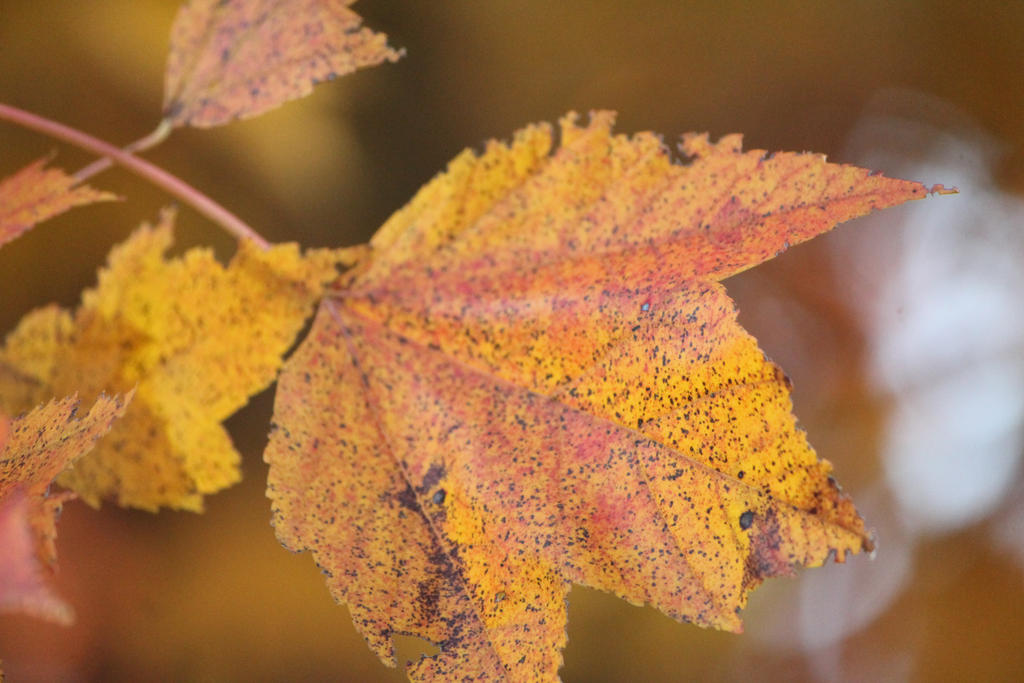 Colors of Fall