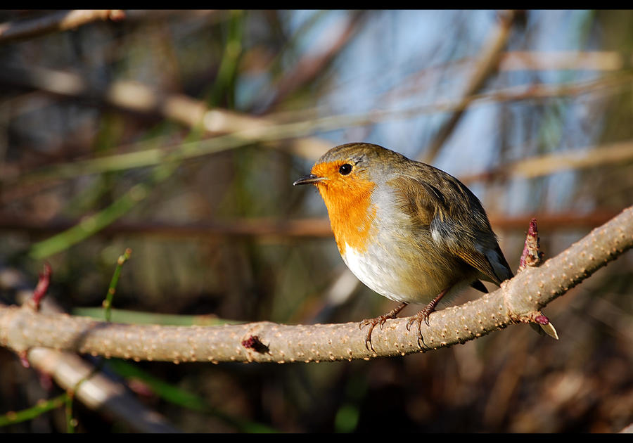 Robin Exploring The Elusive Robin by HardcoreShizzle on DeviantArt