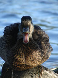 Mallard Quack