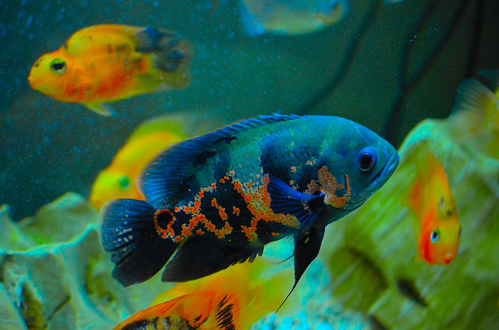 Ugrumpy Fish Grumpy Fish IV by nine-girls-red on DeviantArt