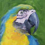 Macaw