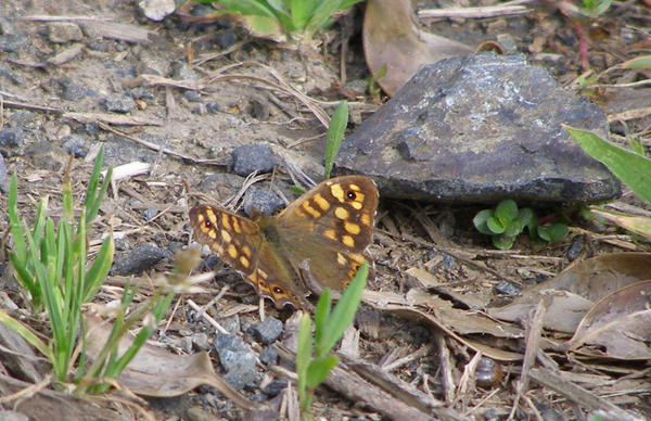 Butterfly on the ground