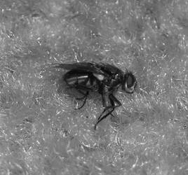 Dying Fly