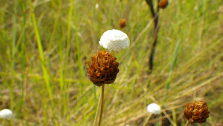 Flowers of cerrado