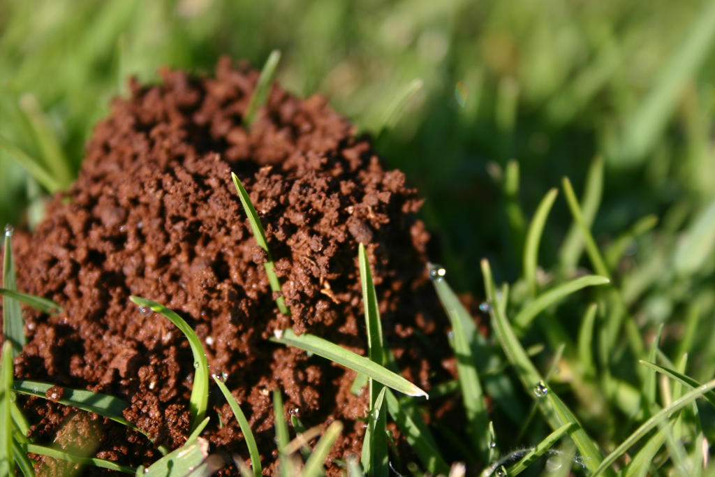 Anthill Art by charliehession on DeviantArt