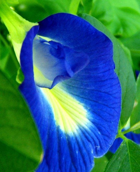 Gorgeous Blue Flower