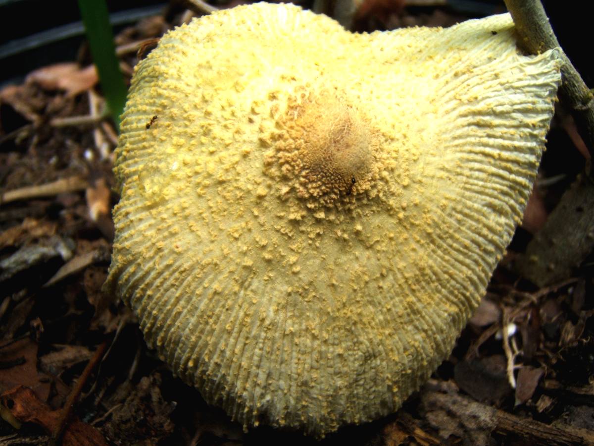 A Keys Mushroom