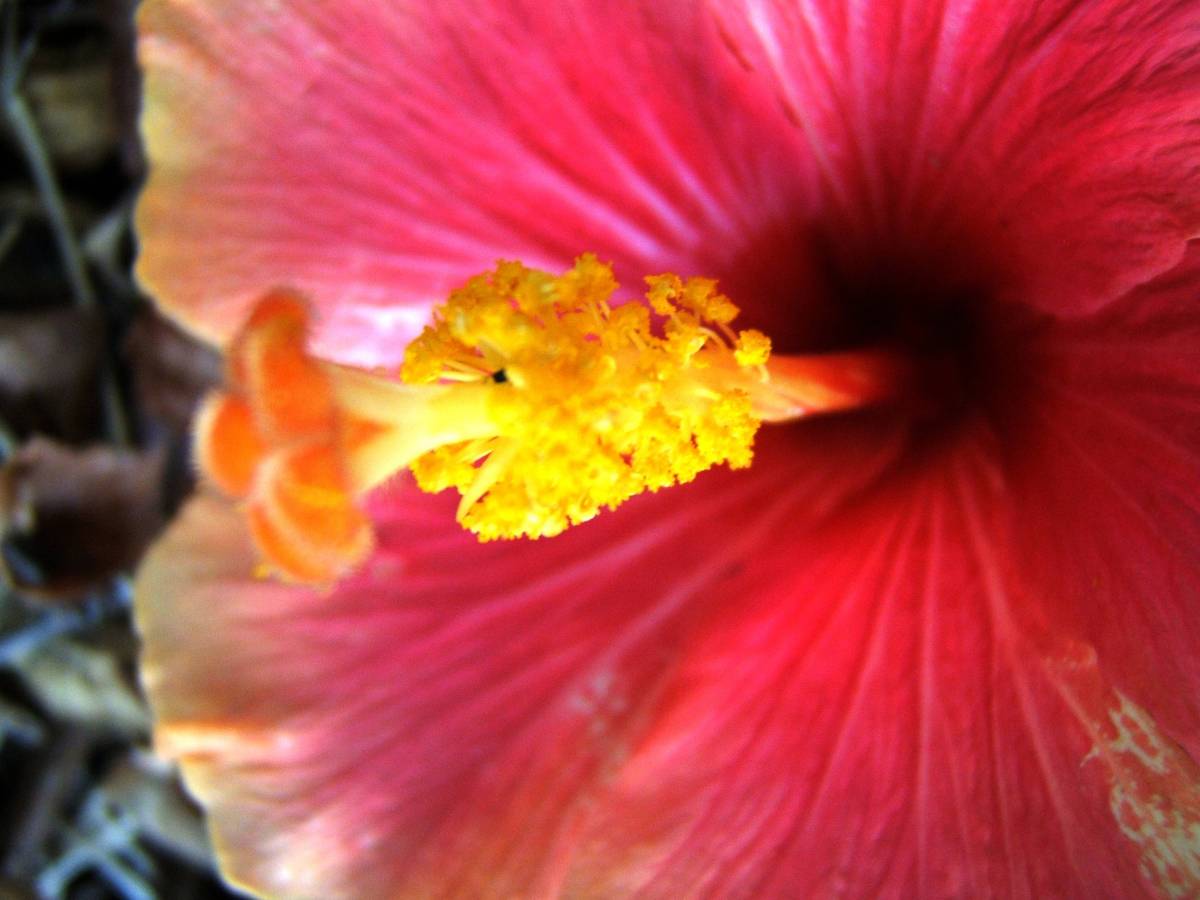 The Heart of a Hibiscus