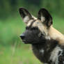 African Wild Dog Stock 2