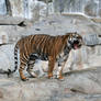 Tiger yawning 002
