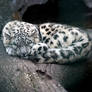 Snow Leopard 005