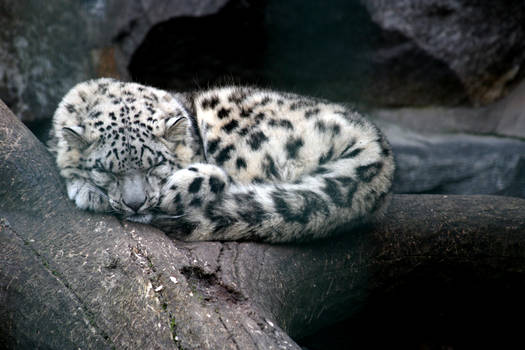 Snow Leopard 005