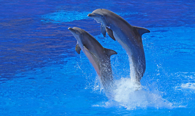 Dolphins 005