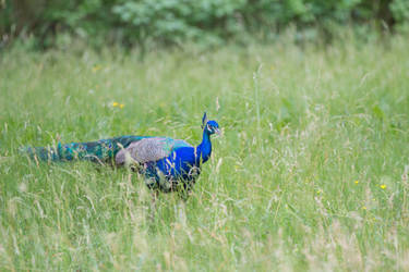 peacock