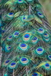 peacock feathers