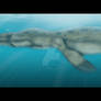 Pliosaurus Funkei