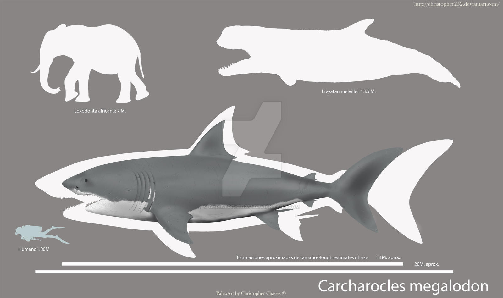 Carcharocles megalodon by Christopher252 on DeviantArt