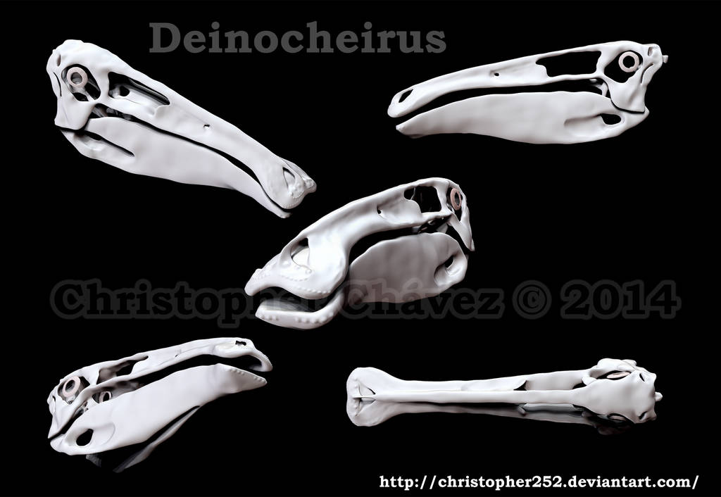 Deinocheirus skull by Christopher252