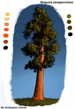 Sequoia sempervirens