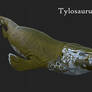 Tylosaurus pembinensis