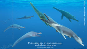 Ancient Jurassic Seas of Chile