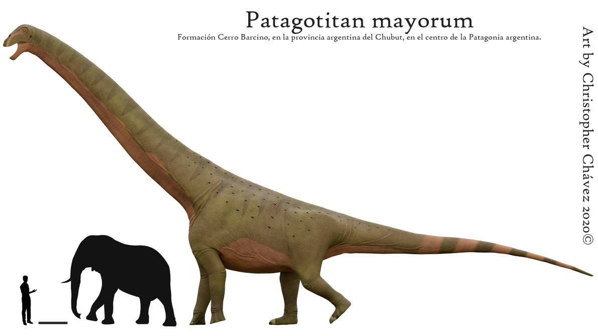 Где большой динозавр. Патаготитан Майорум. Диплодок Аргентинозавр. Патаготитан и Аргентинозавр. Патаготитан динозавр.