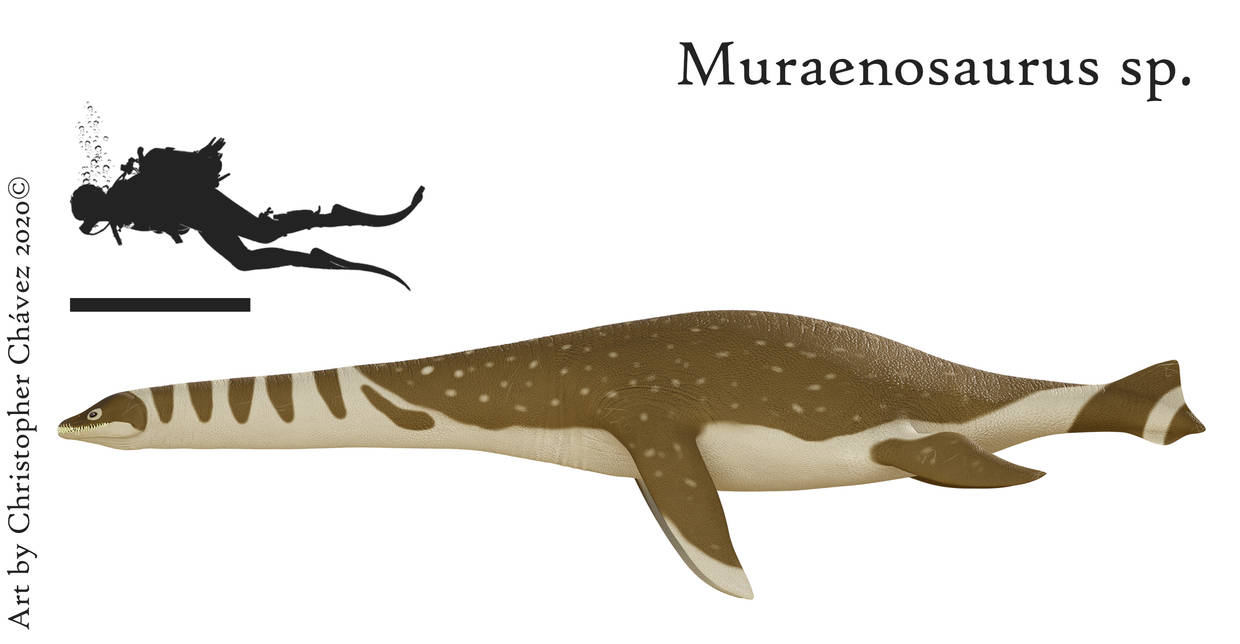 Muraenosaurus sp. by Christopher252 on DeviantArt