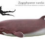 Zygophyseter varolai