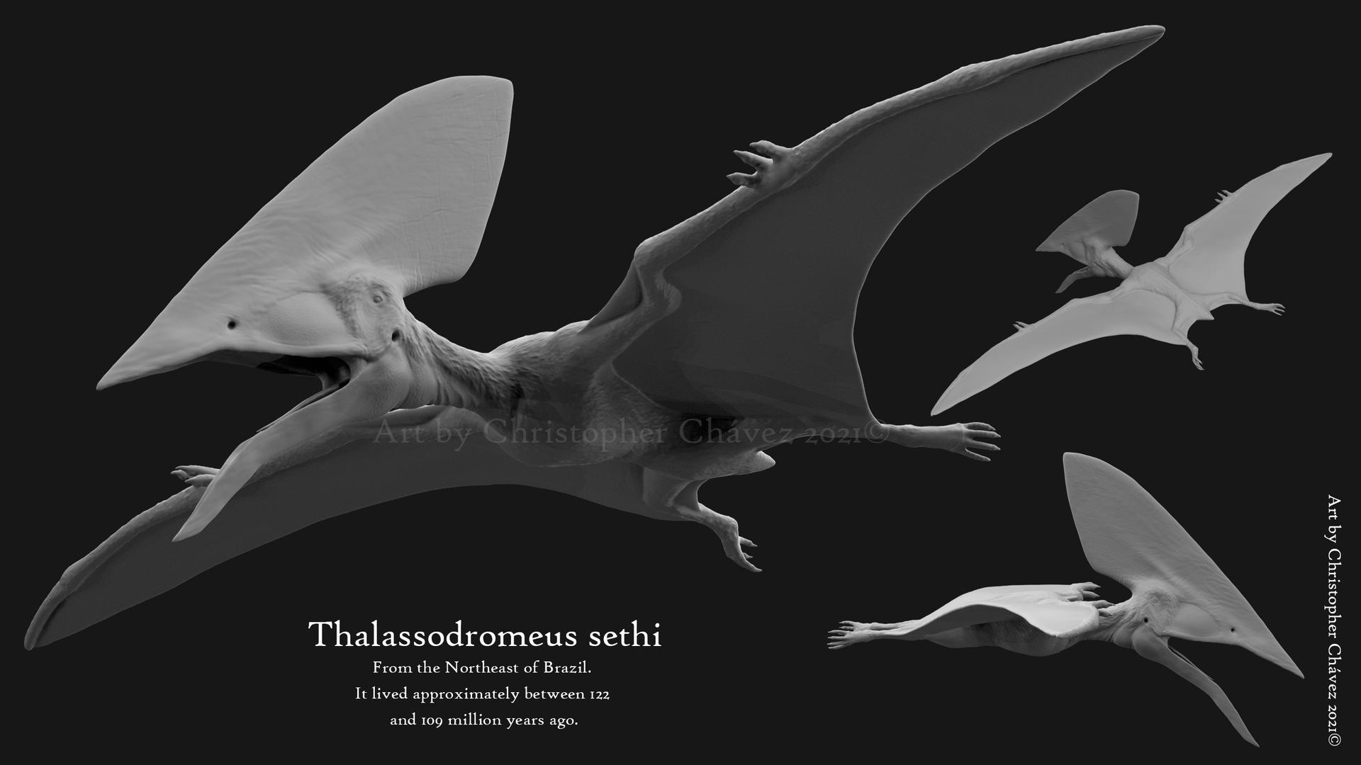 Thalassodromeus sethi by Christopher252 on DeviantArt