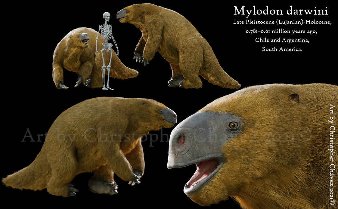 Mylodon darwini by Christopher252 on DeviantArt