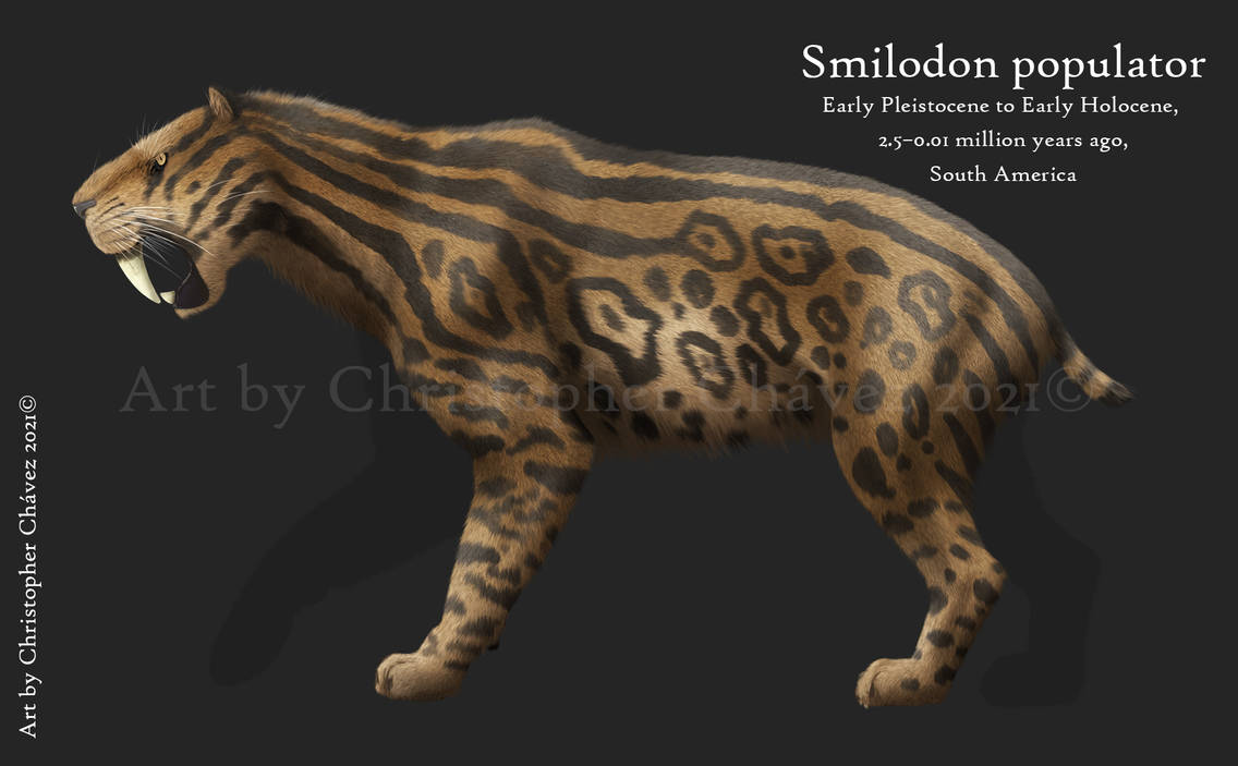Smilodon populator by Christopher252 on DeviantArt