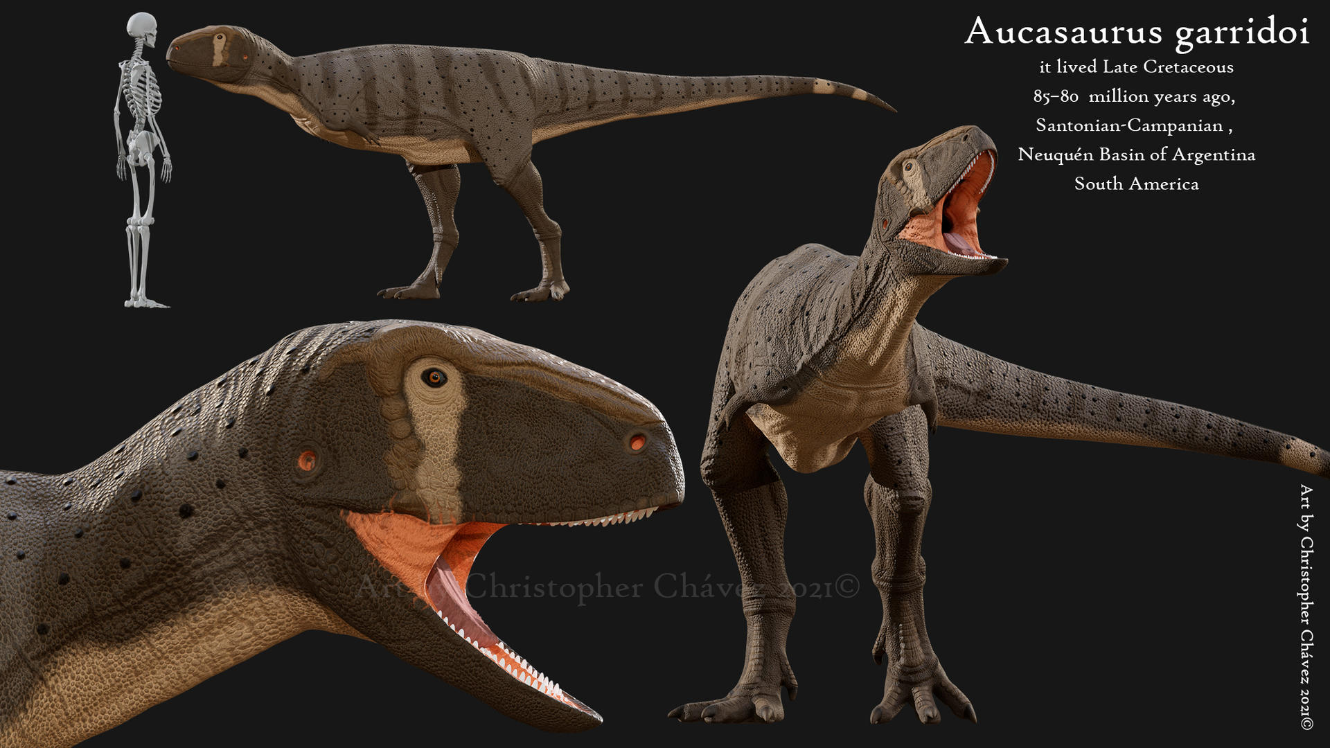 Aucasaurus Aucasaurus garridoi by Christopher252 on DeviantArt