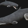 Livyatan melvillei