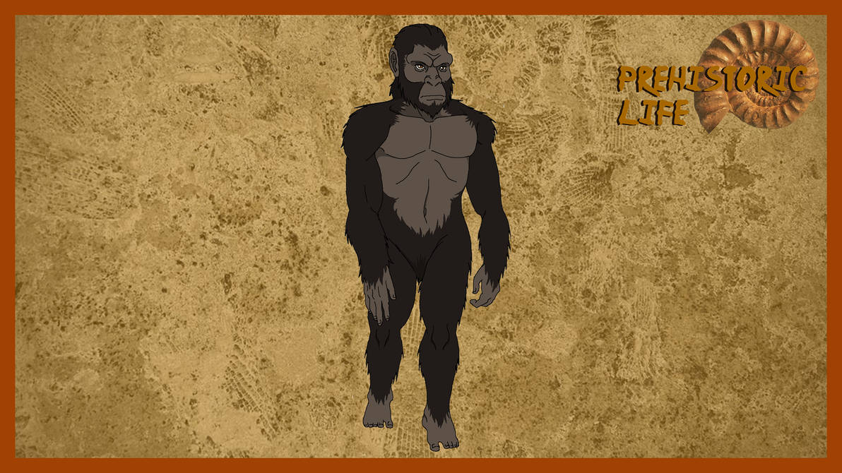 Australopithecus Images Animation Australopithecus by shipputomas on DeviantArt