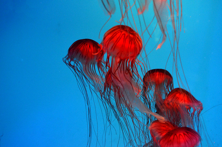 Red Jellies