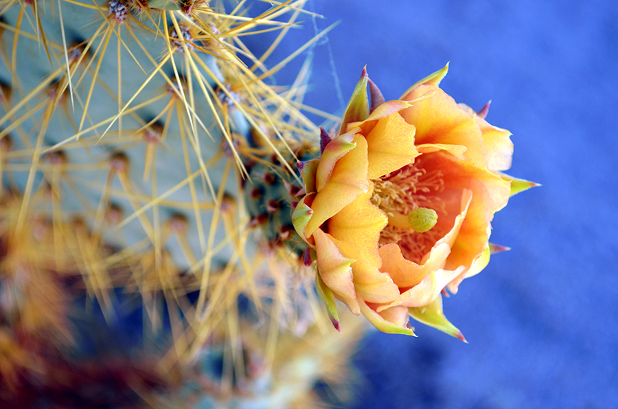 Opuntia Blossom