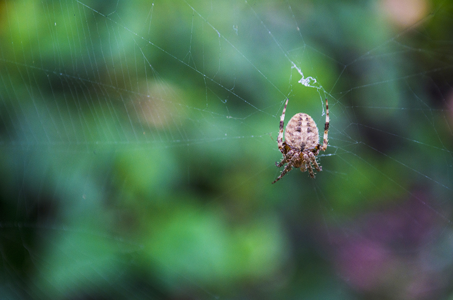 Araneus