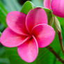 Pink Frangipani