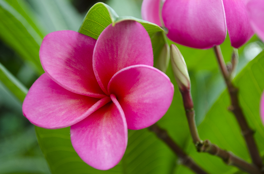 Pink Frangipani