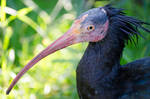 Northern Bald Ibis by roarbinson