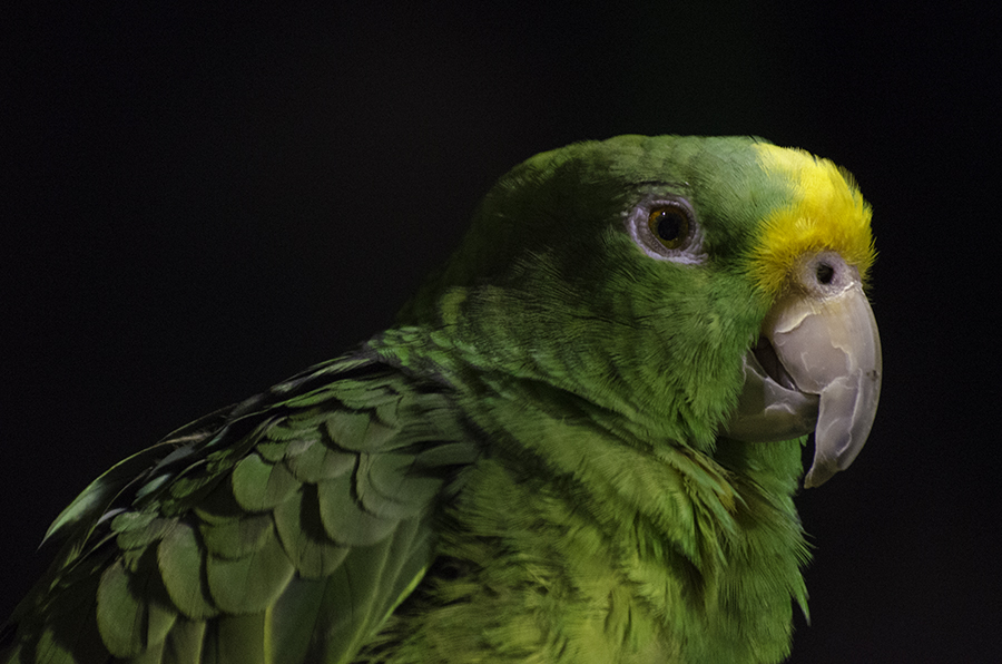 Green Parrot