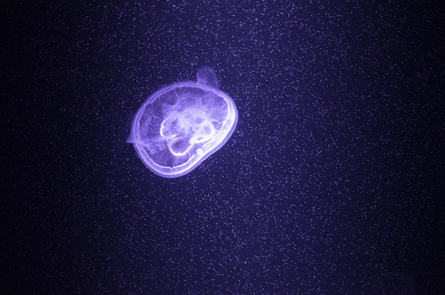 Moon Jelly