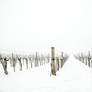 Snowfog Vineyard