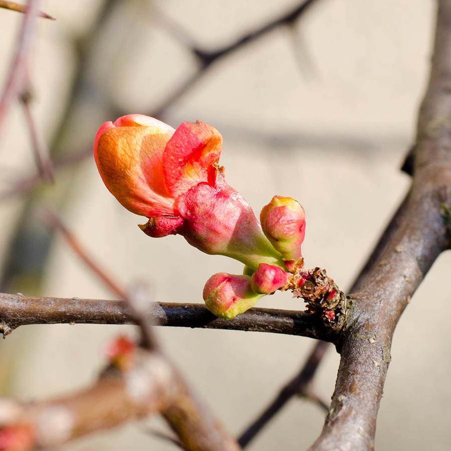 Spring Bud