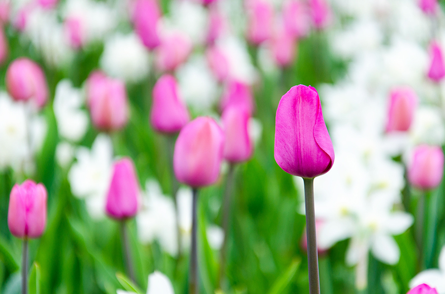 Pink Tulip